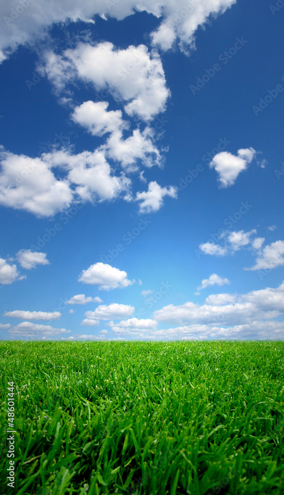 Field and a blue sky Field and a blue sky