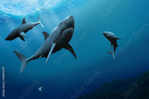 Sharks in the sea. © silvae