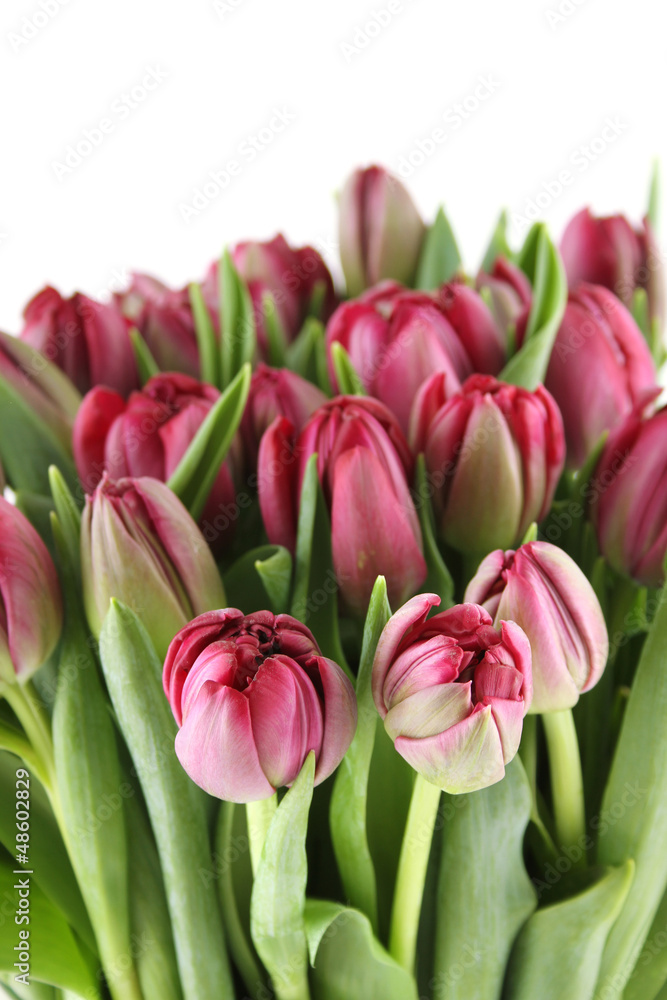Tulips Bouquet Tulips Bouquet