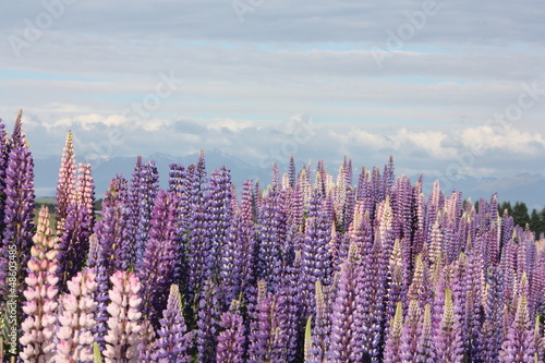 lupins sauvages en nouvelles z  lande