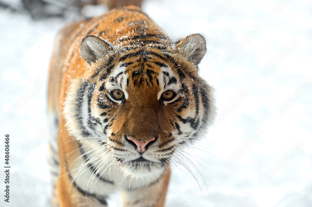 Obraz premium Tiger
