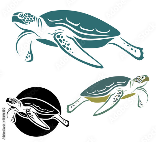 Sea turtle