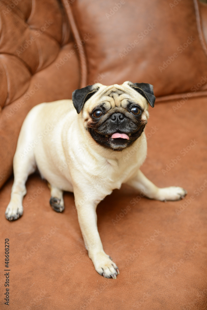 Pug dog sitting on the sofa