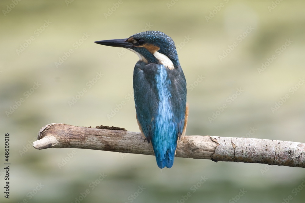 Fototapeta premium Kingfisher