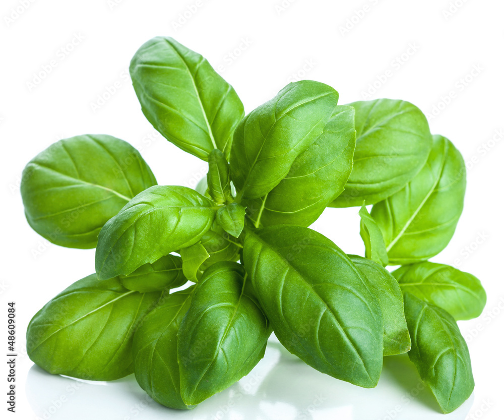 basil leaves isolated basil leaves isolated