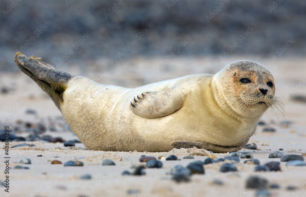 Obraz premium Baby seal on the beach