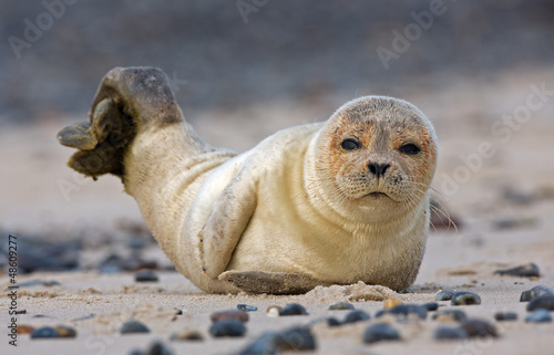 Baby seal on the beach