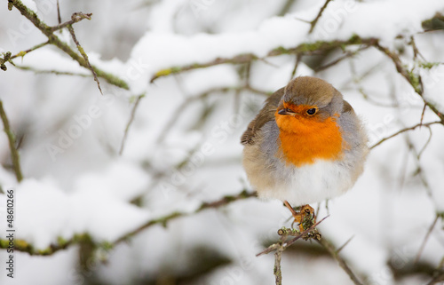 Robin perched on a twig with snow.
