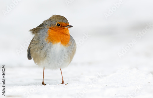 Robin in the winter © Menno Schaefer