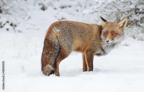 Red fox stands in a snowy landscape © Menno Schaefer