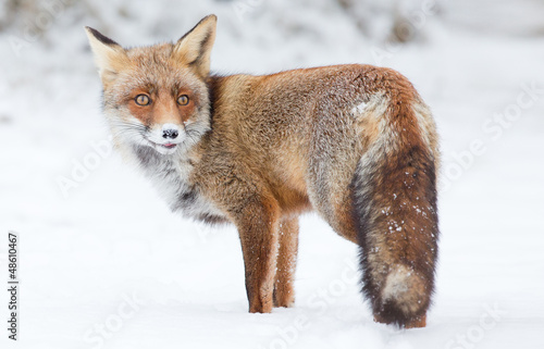 Red fox stands in a snowy landscape