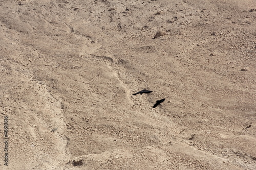 Crows flying around above the wilderness of Masada, Israel