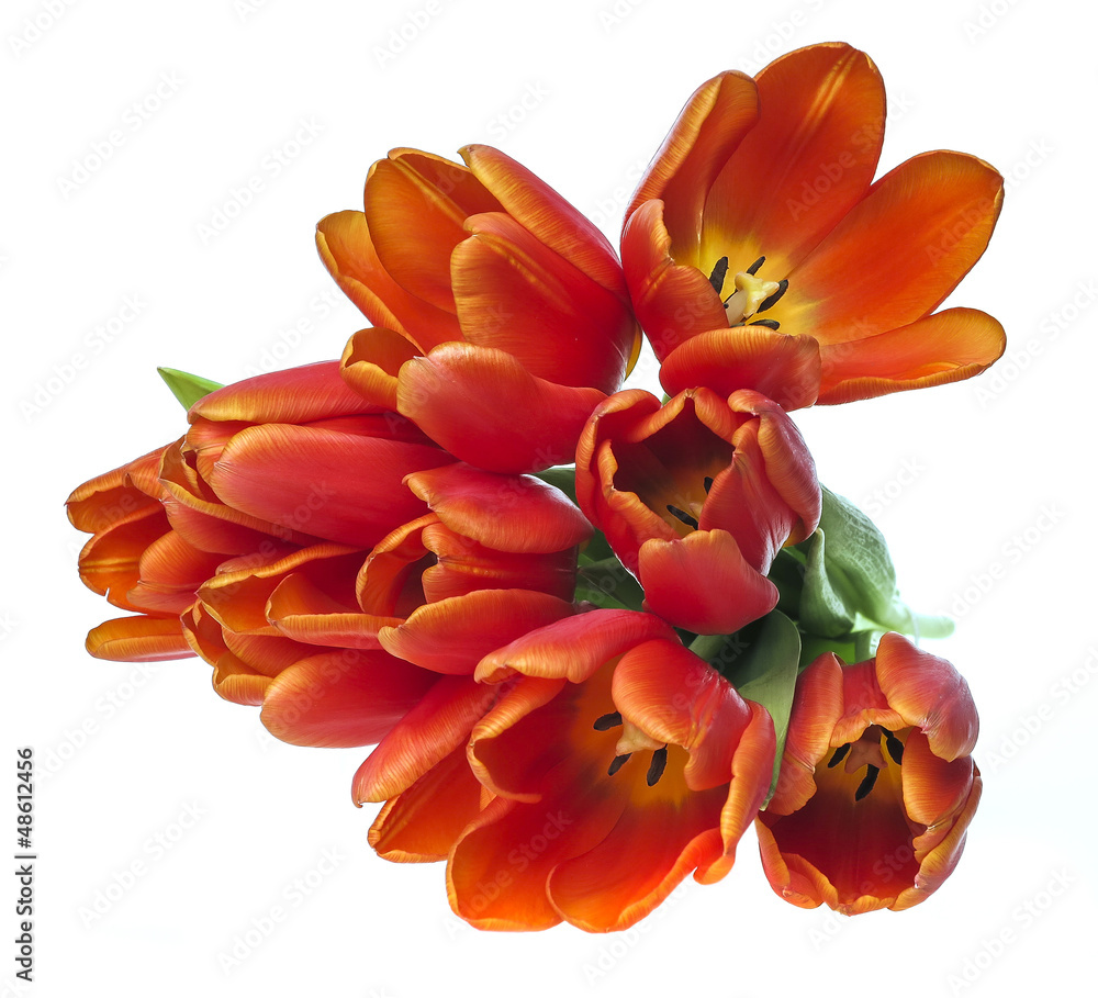 red tulips close up isolated red tulips close up isolated