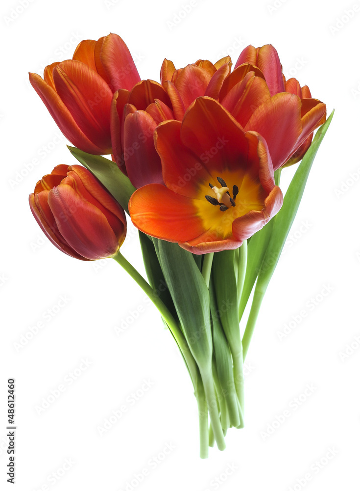 bunch of red tulips isolated on white background bunch of red tulips isolated on white background