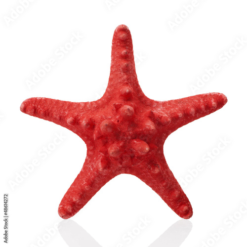 Red starfish isolated on white background
