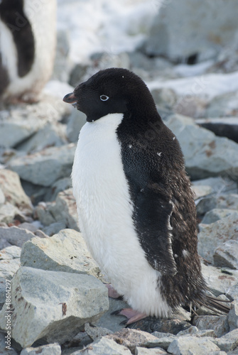 Adult Adelie penguin, which begins to molt.