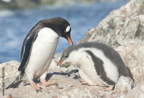 Adult gentoo penguin and chick.