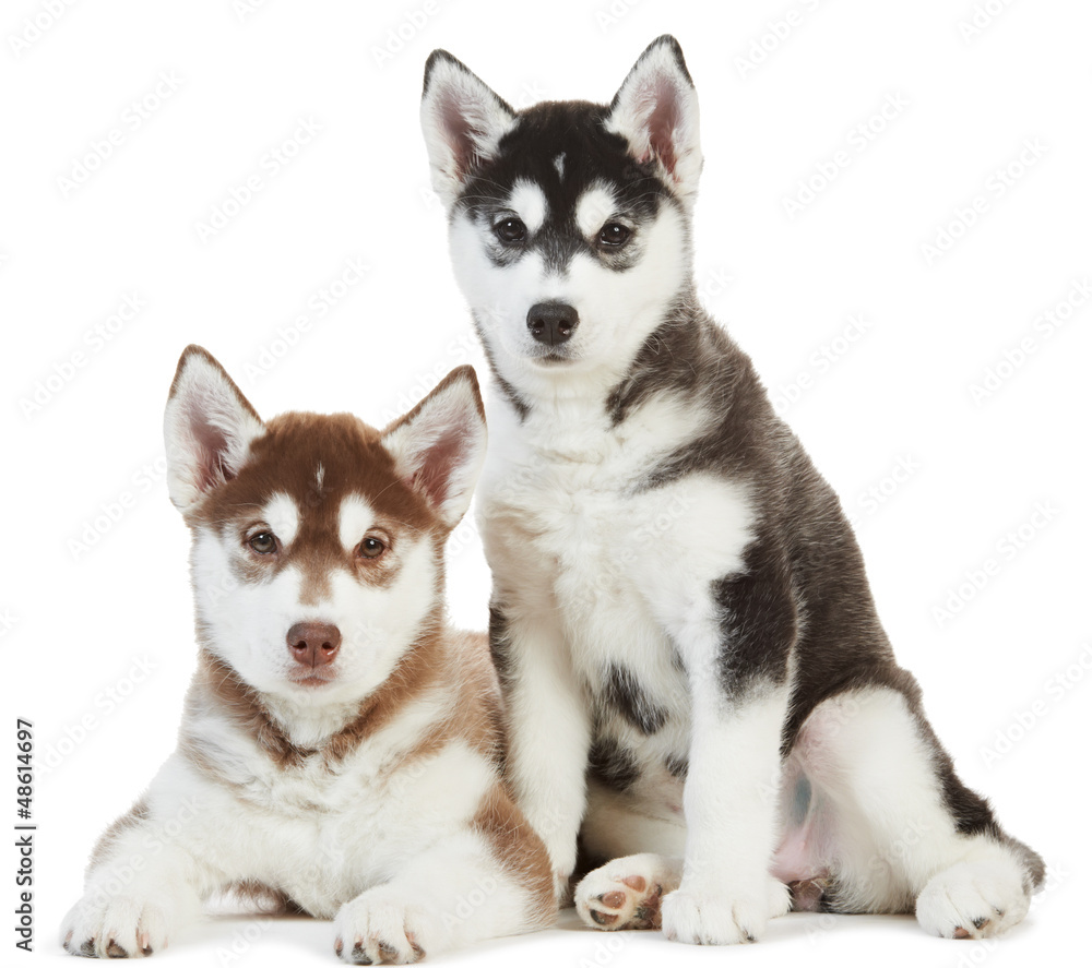 Two Siberian husky puppy isolated
