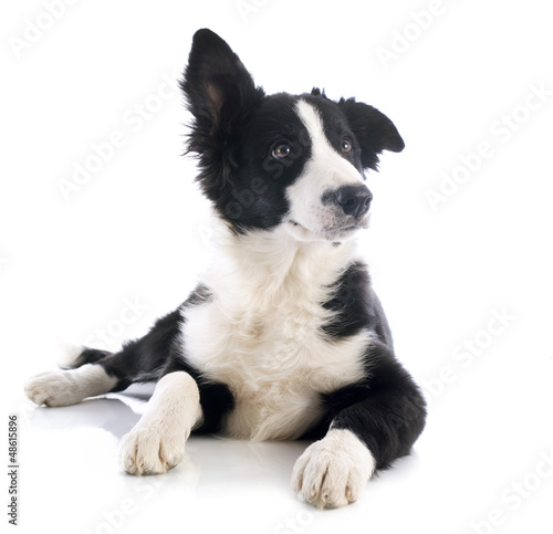Fototapeta Naklejka Na Ścianę i Meble -  puppy border collie