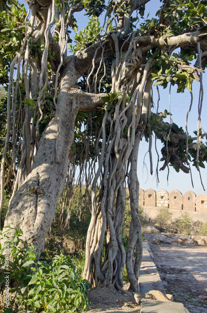 big banyan tree in Jaipur