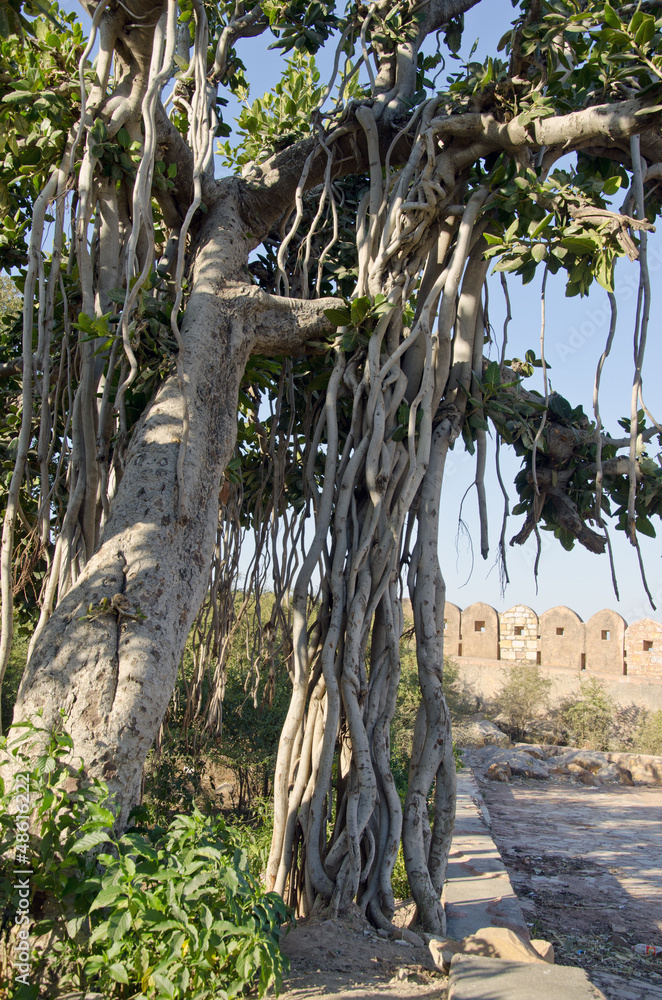 big banyan tree in Jaipur big banyan tree in Jaipur
