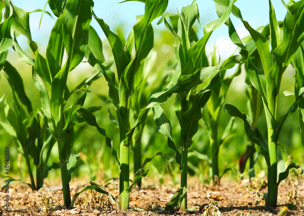 Corn growing in field Corn growing in field