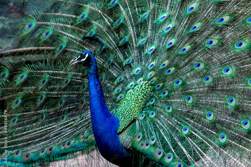 Obraz premium Peacock