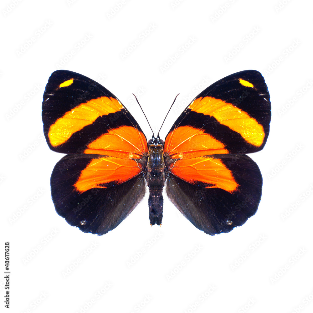 Obraz premium Papillon sur fond blanc en haute definition