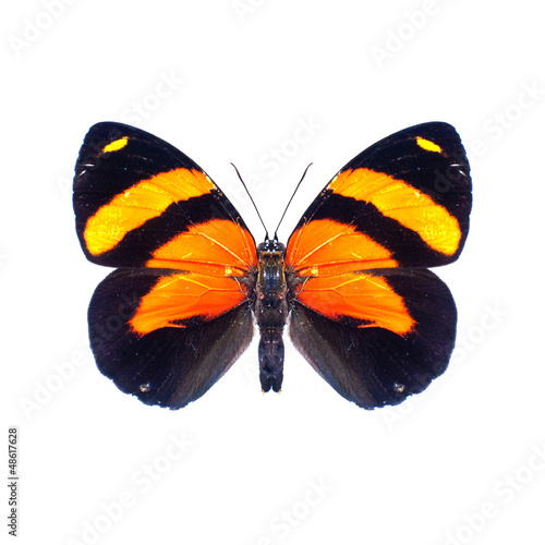 Papillon sur fond blanc en haute definition