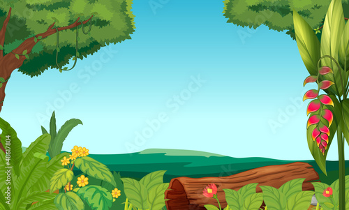 A view of the jungle