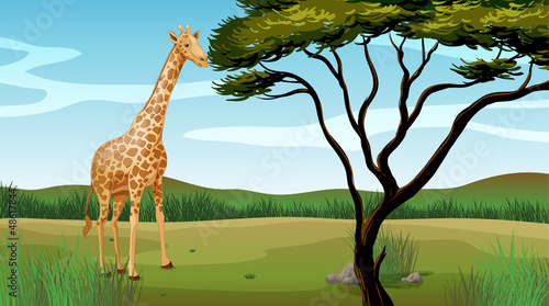 A giraffe