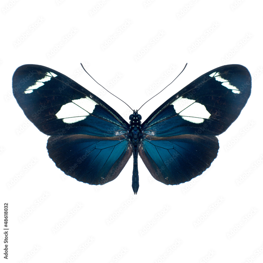 Obraz premium Papillon sur fond blanc en haute definition