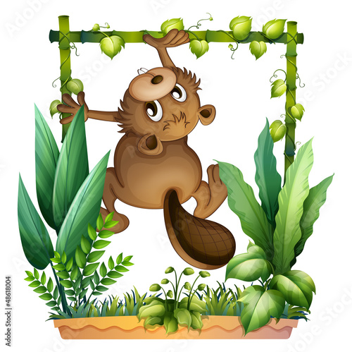 A beaver climbing