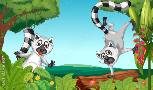 Lemurs in the jungle