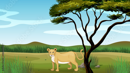Lion illustration