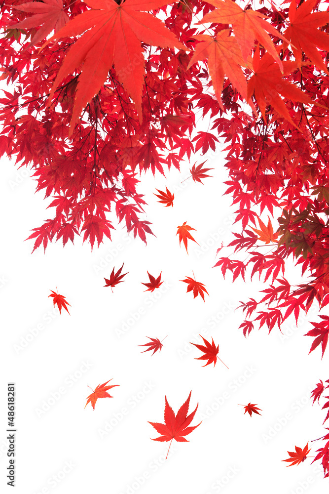 Fototapeta premium 舞い散る紅葉