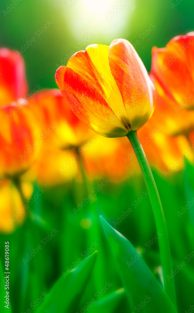 tulips tulips
