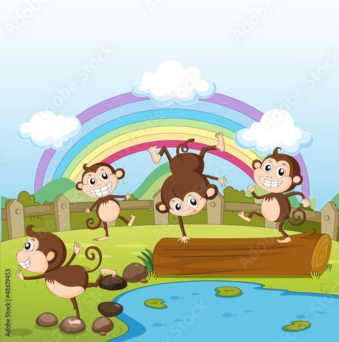 Monkeys and a rainbow