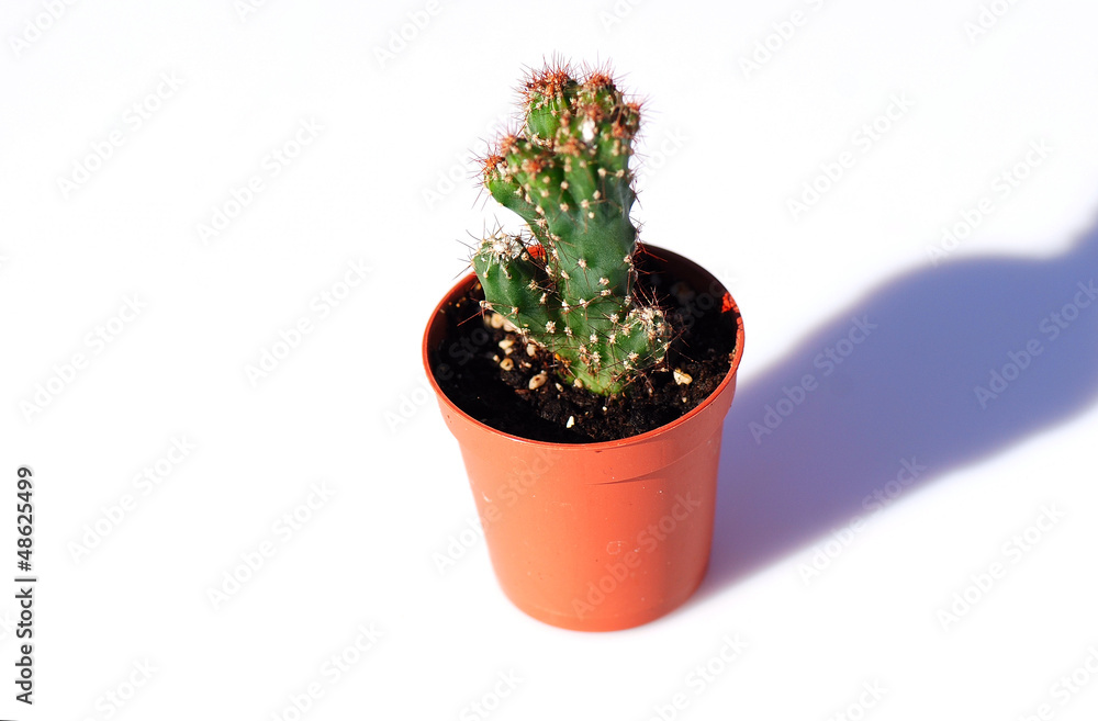 CACTUS, PEQUEÑO, SUCULENTO CACTUS, PEQUEÑO, SUCULENTO