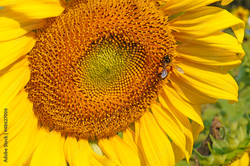 Naklejka premium bee in sun flower