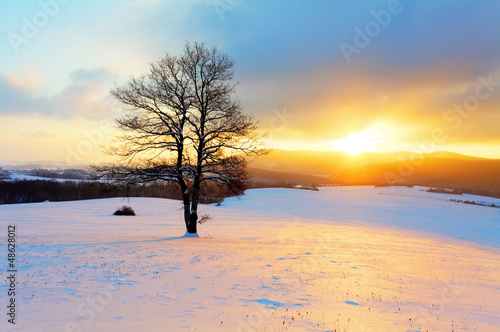 Winter landscape in snow nature with sun and tree © TTstudio