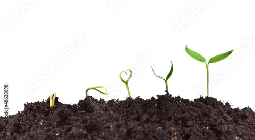 Plant germination and growth