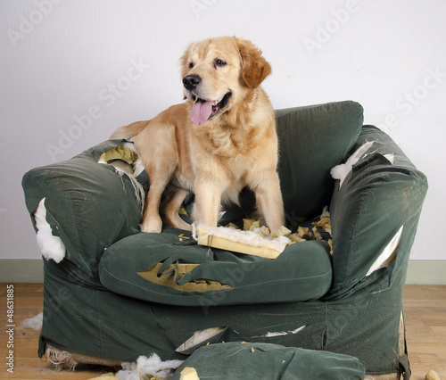 Bilde på lerret Golden retriever dog demolishes chair