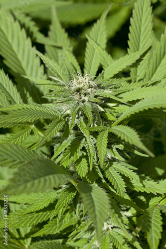Blooming Marijuana plant