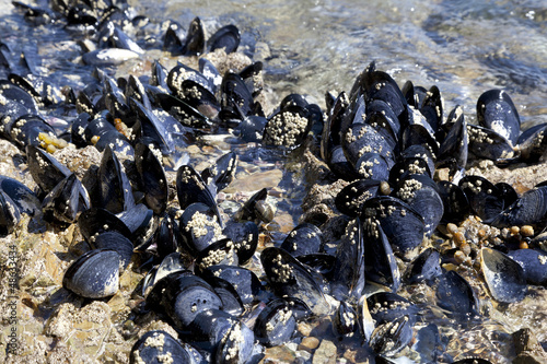 Fresh mussels growing on the rocks