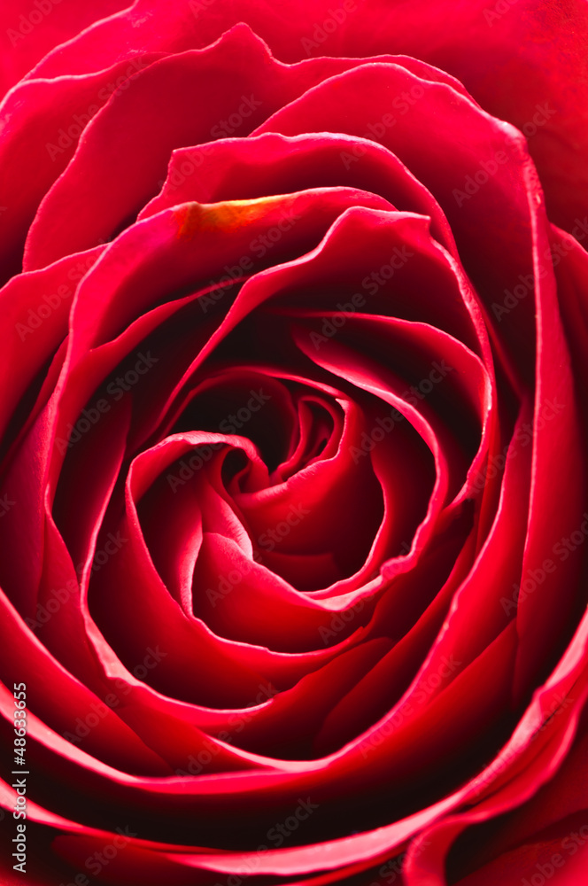 Obraz premium rote Rose