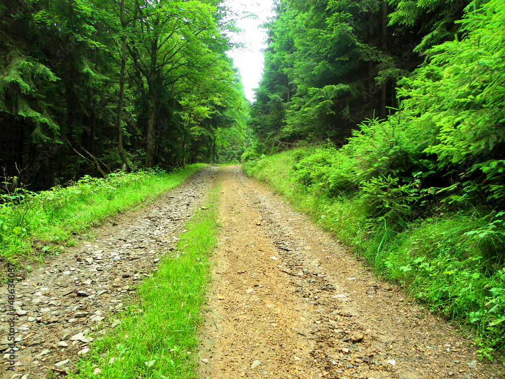 Forest  road