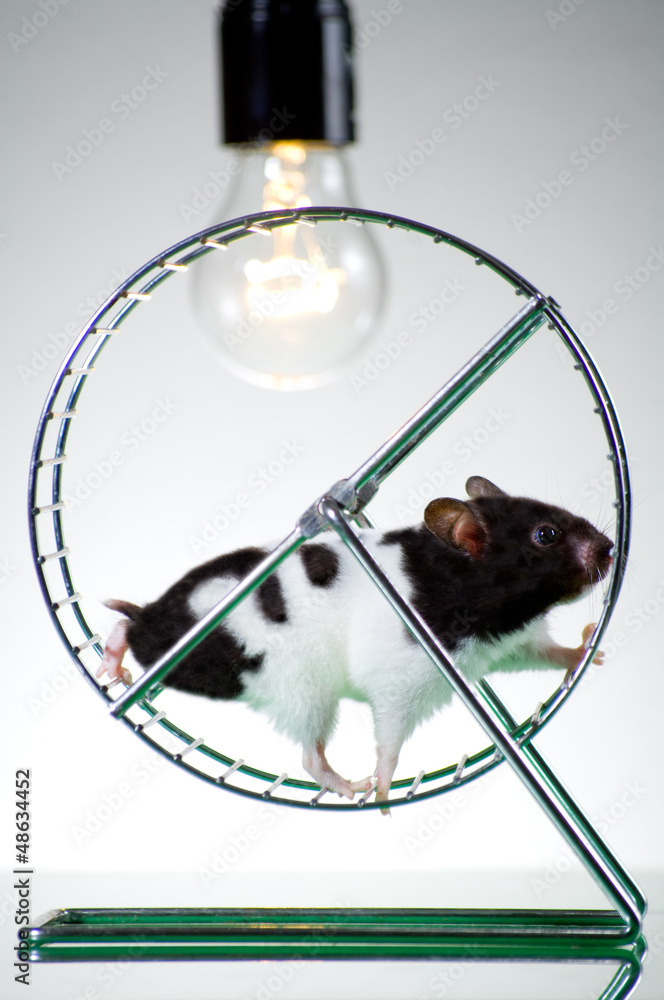Hamster auf dem Laufrad Stock Photo | Adobe Stock