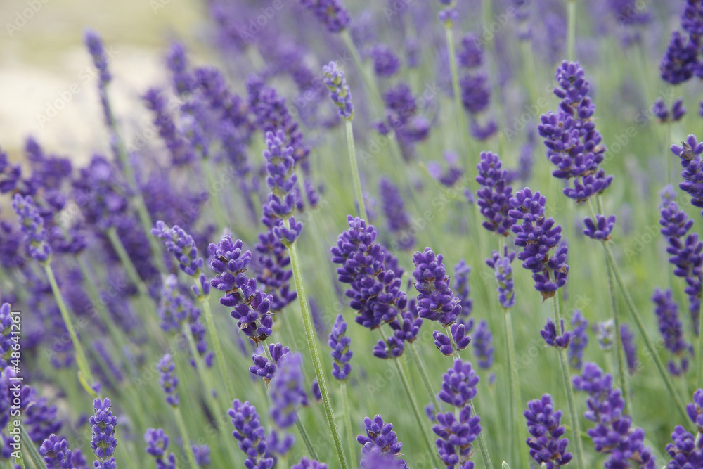 Fototapeta premium lavender