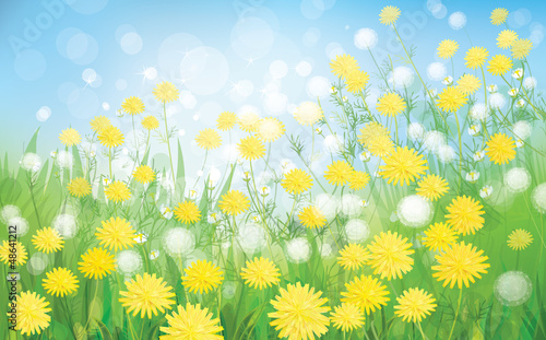 Vector of spring background with white dandelions.